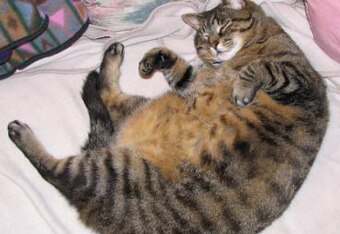 Fat-cat-round_crop_340x234