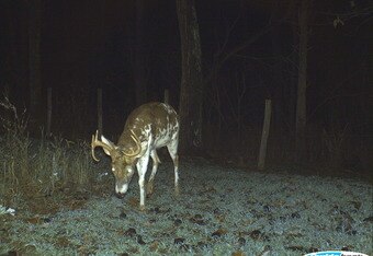 Piebald2_crop_340x234