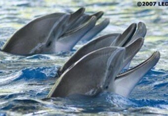 Marinedolphin04_crop_340x234