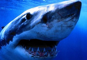 Shark_2_crop_340x234