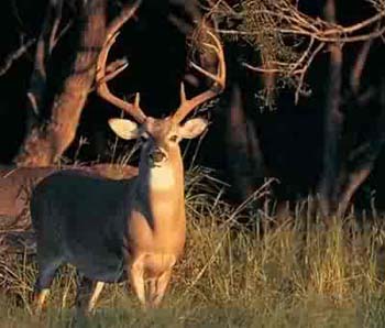 buck hunting