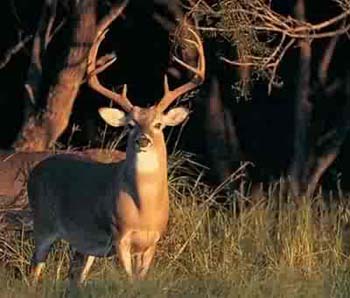 Hunting Whitetail