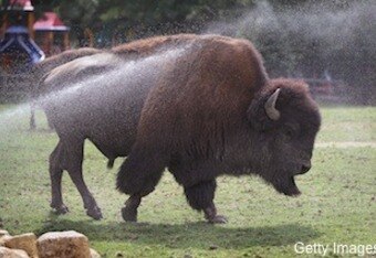 Buffalobill_original_crop_340x234