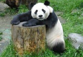 Panda_crop_340x234