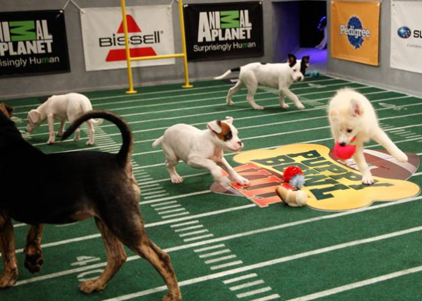 PuppyBowlVIIIPhotoGallery_PuppyBowl_Photos_AnimalPlanet_20130125_105138_original.jpg
