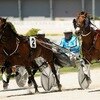 Auckland Harness Racing