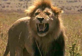 Lionsvseverything_crop_340x234