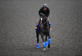 ARCADIA, CA - NOVEMBER 05:  Zenyatta of the United States works out in the morning in preparation for the Breeders Cup 2009 at the Santa Anita Racetrack on November 5, 2009 in Arcadia, California.  (Photo by Jacob de Golish/Getty Images)