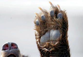 WACO, TX - NOVEMBER 20:  The Baylor University Bears mascot waves a paw during a game against the University of Oklahoma Sooners on November 20, 2004 at Floyd Casey Stadium in Waco, Texas.   (Photo by Ronald Martinez/Getty Images)