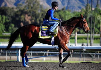 ARCADIA, CA - NOVEMBER 02: Joe Steiner rides Lookin At Lucky during a morning workout  in preparation for the Breeders Cup 2009 at the Santa Anita Racetrack, on November 2, 2009 in Arcadia, California.  (Photo by Jacob de Golish/Getty Images)