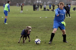 LONDON, ENGLAND - JANUARY 24:  A dog runs onto the pitch to chase the ball prior to the start of a Sunday League football match on the Hackney Marshes pitches on January 24, 2010 in London, England. Hackney Marshes is known as the home of grass roots football, it has 88 full-sized football pitches which is the greatest concentration of football pitches in Europe. The Olympic Delivery Authority is applying to build a giant wind turbine on the site of Hackney's East Marsh in a bid to fulfill the Games' environmental legacy.  (Photo by Oli Scarff/Getty Images)