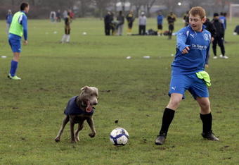 LONDON, ENGLAND - JANUARY 24:  A dog runs onto the pitch to chase the ball prior to the start of a Sunday League football match on the Hackney Marshes pitches on January 24, 2010 in London, England. Hackney Marshes is known as the home of grass roots football, it has 88 full-sized football pitches which is the greatest concentration of football pitches in Europe. The Olympic Delivery Authority is applying to build a giant wind turbine on the site of Hackney's East Marsh in a bid to fulfill the Games' environmental legacy.  (Photo by Oli Scarff/Getty Images)
