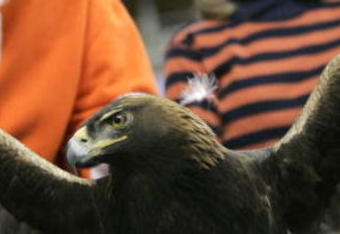 ATLANTA - DECEMBER 4:  The War Eagle mascot of the Auburn Tigers spreads his wings before the team's game against the Tennessee Volunteers in the 2004 SEC Championship Game at the Georgia Dome on December 4, 2004 in Atlanta, Georgia.  Auburn defeated Tennessee 38-28.  (Photo by Grant Halverson/Getty Images)