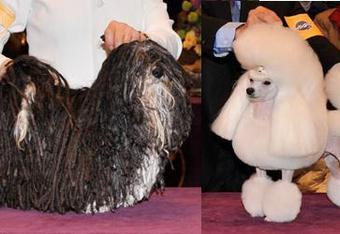 anabolic steroids dog