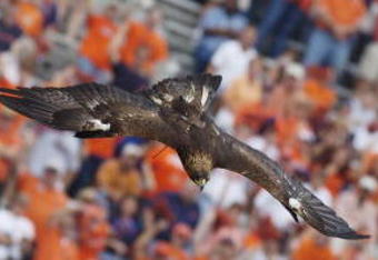 AUBURN, AL - OCTOBER 23:  Auburn University's War Eagle VI gracefully soars onto the field before the home football game between the Auburn University Tigers and the University of Kentucky Wildcats on October 23, 2004 at Jordan-Hare stadium in Auburn, Alabama.  Auburn defeated Kentucky 41-10.  (Photo by Chris Graythen/Getty Images)