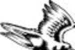 Hawk_crop_150x100