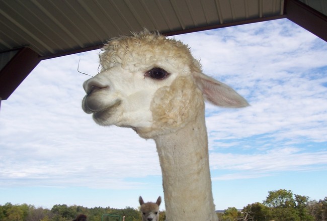 alpaca jumping