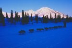 16 Mar 1999: A general view of team of dogs running through the rainy pass during the Iditarod Trail Race in Alaska. Mandatory Credit: Ezra O. Shaw  /Allsport