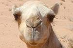 Camel_crop_150x100
