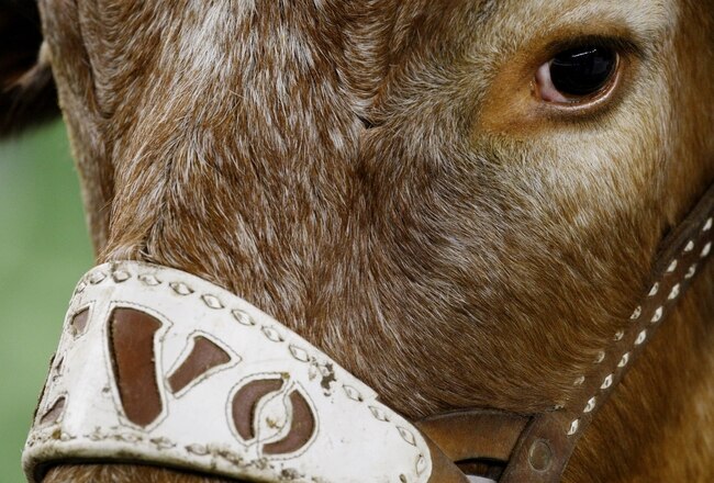 ARLINGTON, TX - DECEMBER 5:  Texas Longhorn mascot Bevo stands on the sidelines before the game against the Nebraska Cornhuskers at Cowboys Stadium on December 5, 2009 in Arlington, Texas.  (Photo by Ronald Martinez/Getty Images)