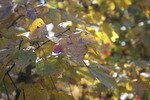 November22008002_crop_150x100