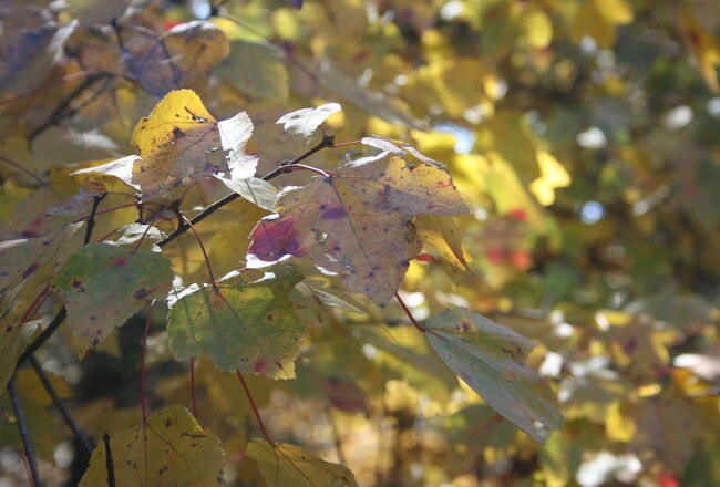 November22008002_crop_650x440