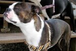 Dog_crop_150x100