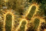 Cactusgolfball1038e5a_crop_150x100