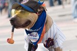Mets-dog_crop_150x100