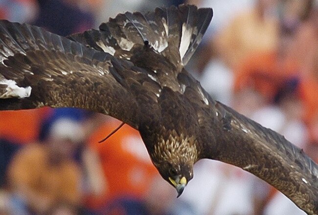 AUBURN, AL - OCTOBER 23:  Auburn University's War Eagle VI gracefully soars onto the field before the home football game between the Auburn University Tigers and the University of Kentucky Wildcats on October 23, 2004 at Jordan-Hare stadium in Auburn, Alabama.  Auburn defeated Kentucky 41-10.  (Photo by Chris Graythen/Getty Images)