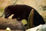 SYDNEY, AUSTRALIA - MAY 30:  'Indah' the eight week old female binturong cub explores her enclosure for the first time at the 'Wild Asia' exhibit at Taronga Zoo May 30, 2007 in Sydney, Australia. 'Indah' is the first binturong to be bred at the zoo since their first display at the zoo in the 1950's. The binturong, also known as a 'bear-cat' is found in south-east Asia, Malaysia and Indonesia and are highly endangered due to their habitats distruction and poaching for a delicacy and medicine.  (Photo by Cameron Spencer/Getty Images)