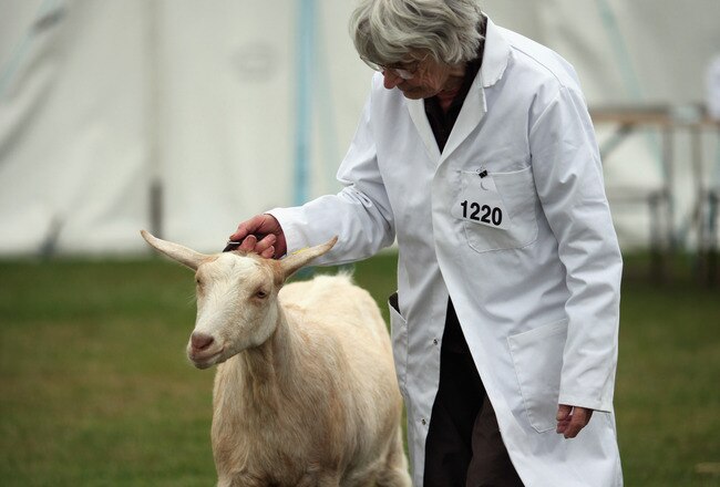 GUILDFORD, ENGLAND - MAY 31:  Goat judging takes place during the Surrey County Show 2010 at Stoke Park on May 31, 2010 in Guildford, Surrey, England. The annual Surrey County Show is the biggest one day agricultural show in the UK attracting up to 40,00 people. A surge in the numbers of people keeping livestock and growing their own produce has led to a focus on a more rural atmosphere at this year's show.  (Photo by Dan Kitwood/Getty Images)