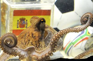 Alg_octopus-paul_crop_310x205