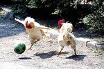 Cocksoccer_crop_150x100