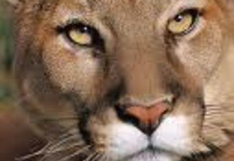 Cougar_crop_340x234