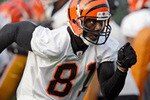 Tobengals_crop_150x100