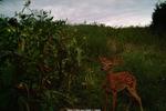 Fawn_crop_150x100