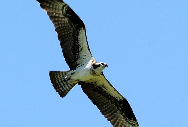 PONTE VEDRA BEACH, FL - MAY 09:  An osprey flies above the course during the final round of THE PLAYERS Championship held at THE PLAYERS Stadium course at TPC Sawgrass on May 9, 2010 in Ponte Vedra Beach, Florida.  (Photo by Sam Greenwood/Getty Images)