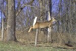 Airbourne_crop_150x100