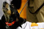 ATLANTA - DECEMBER 31:  Tennessee Volunteers mascot Smokey IX howls during pre-game introductions before the Chick-Fil-A Bowl against the Virginia Tech Hokies at the Georgia Dome on December 31, 2009 in Atlanta, Georgia.  Virginia Tech beat Tennessee 37-14.  (Photo by Mike Zarrilli/Getty Images)