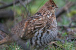 Huntgrouse_i090920153526_crop_150x100