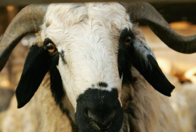 DOHA, QATAR - NOVEMBER 27:  A goat stands in it's pen at the Animal and Bird Market on Salwa Road  November 27, 2006 in Doha, Qatar. The livestock market is a popular destination for tourists to Qatar, as well as a tradiing destination for local residents.  (Photo by Jamie Squire/Getty Images)