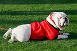AUBURN, AL - NOVEMBER 13:  UGA VIII, mascot of the Georgia Bulldogs, against the Auburn Tigers at Jordan-Hare Stadium on November 13, 2010 in Auburn, Alabama.  (Photo by Kevin C. Cox/Getty Images)