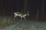 Piebald_crop_150x100