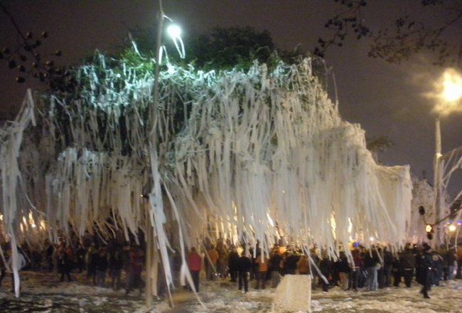 auburn toomer trees