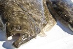 Flounder-500-kendal_larson_crop_150x100