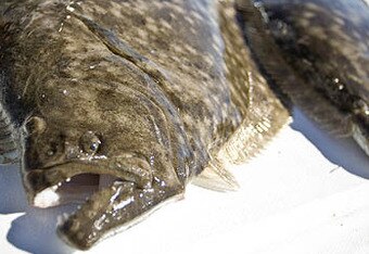 Flounder-500-kendal_larson_crop_340x234