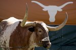 AUSTIN, TX - NOVEMBER 8: Bevo, the Texas Longhorns' mascot, stands in the corner during a game against the Baylor Bears on November 8, 2008 at Darrell K Royal-Texas Memorial Stadium in Austin, Texas. Texas won 45-21. (Photo by Brian Bahr/Getty Images)