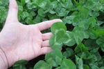 Imperial-clover-hand_crop_150x100