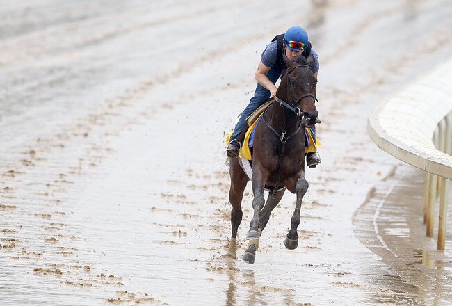 LOUISVILLE, KY - MAY 02:  Brilliant Speed runs during the morning exercise session in preparation for the 137th Kentucky Derby at Churchill Downs on May 2, 2011 in Louisville, Kentucky.  (Photo by Matthew Stockman/Getty Images)